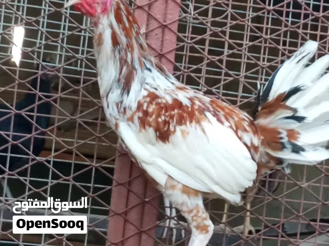 ديك فرنسي أقر الوصف