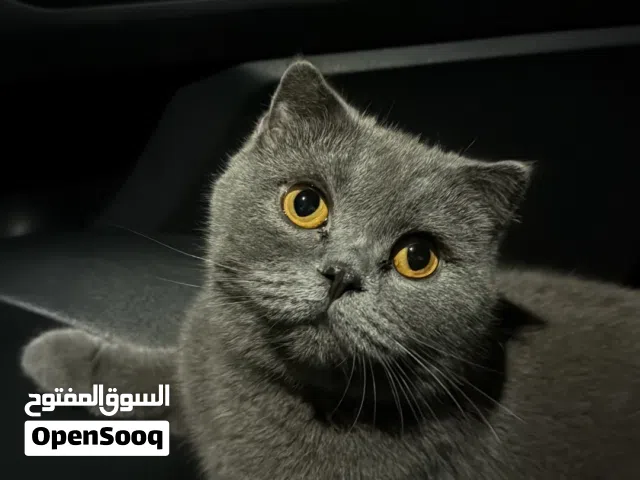 قط أليف سكوتش فولد