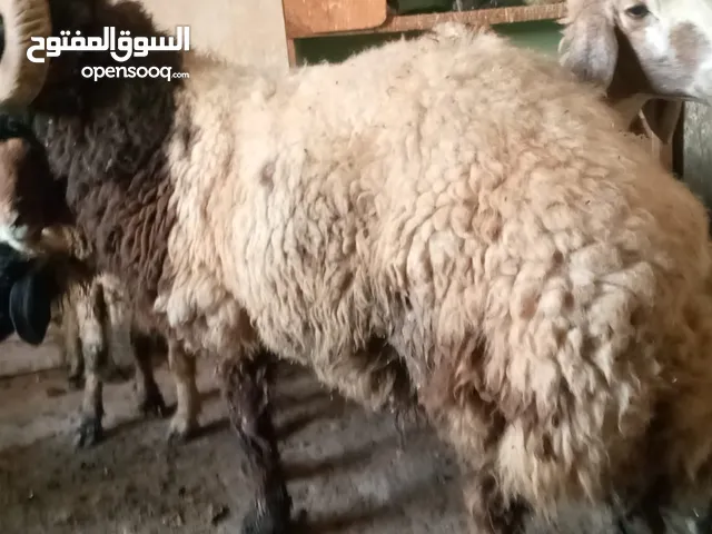 فحل للبيع سعر 400 مكاني بصره زبير سوگ سوادي