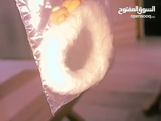 ربطة شعر كيوت بشكل دب ناعم تنفع إسوارة كمان بتحبي اشياء كيوت هاي الربطة بتخطف القلوب تصميم دب