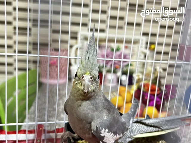 عصفور كوكتيل أنثى للبيع مع كامل الأغراض الخاصة فيه سبب البيع ( اخوي زهق منه )