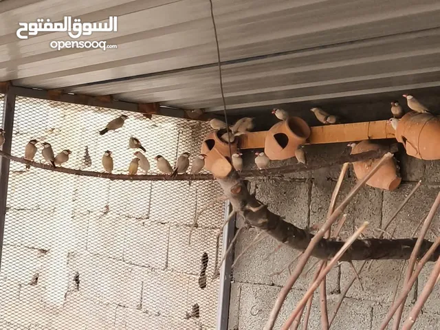 كوبيات زيبرا بودة عسليه