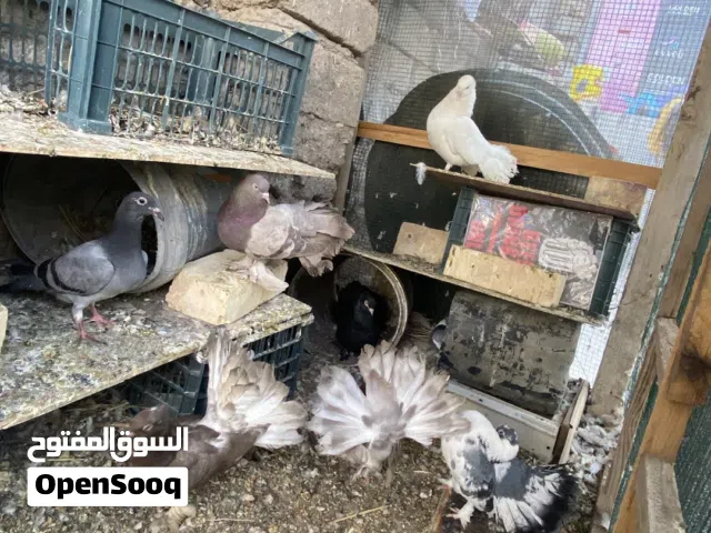 حمام زينه للبيع