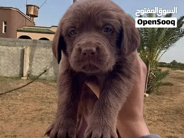 مطلوب جرو لابرادور زي اللي ف الصورة