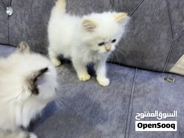 قطط عمرهن شهرين هملايا مهجن شنشيلا