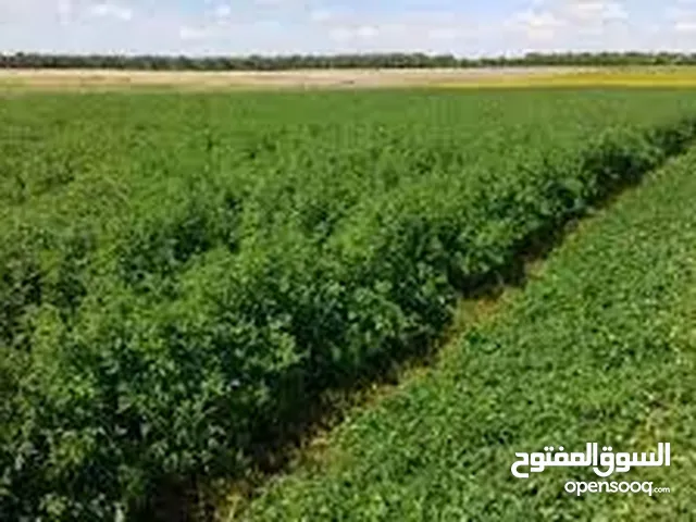 مزرعة 2.5 فدان محاصيل زراعيه فى الكيلو 75 طريق مصر اسكندريه الصحراوي