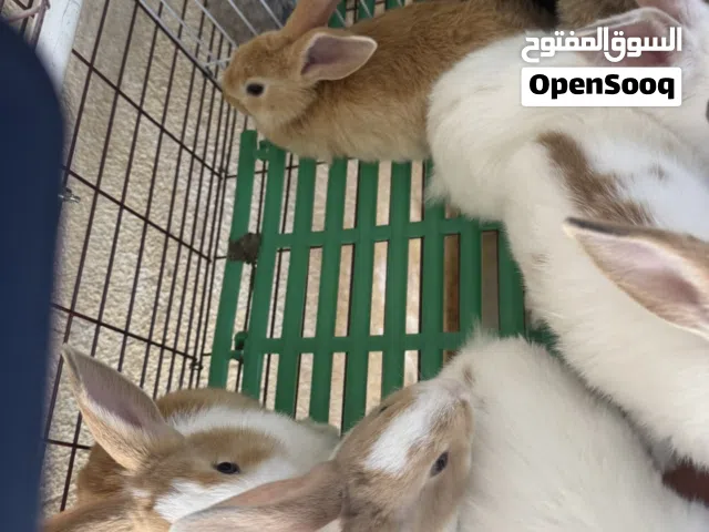 ارانب هولندية وفرنسية صغار للبيع