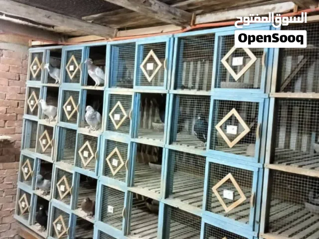 محكر مخصصه لي الارانب