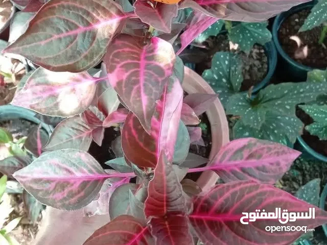 جميع انواع نباتات الزينة الدائمة واشجار اللوزيات