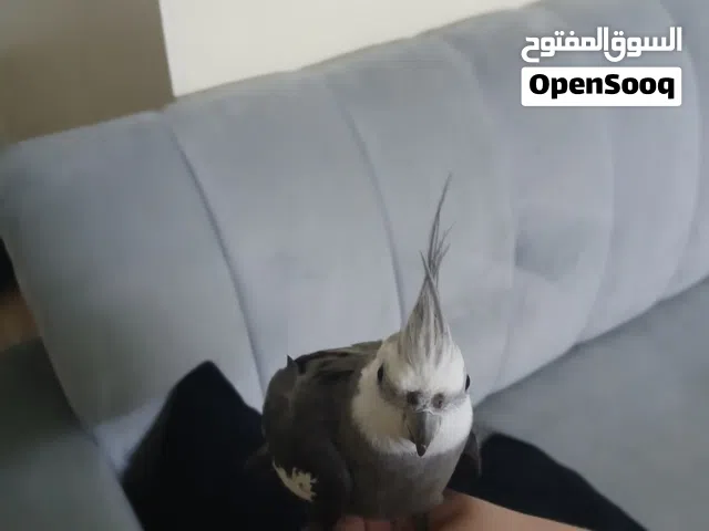 كوكتيل نص اليف للبيع