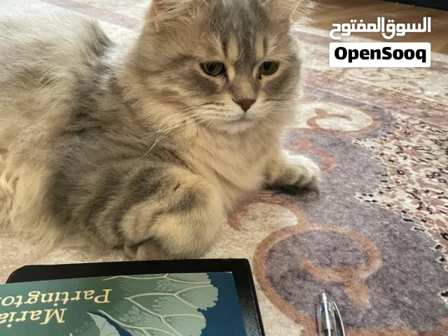 قط شانشيلا للتبني