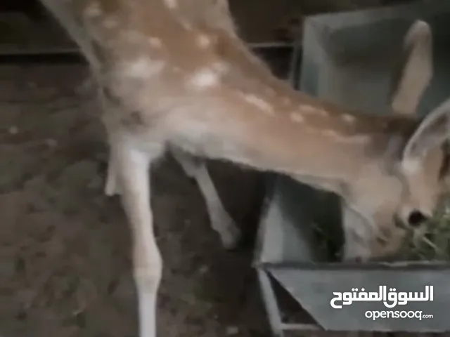 غزال للبيع