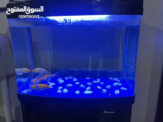 حوض سمك Aquarium