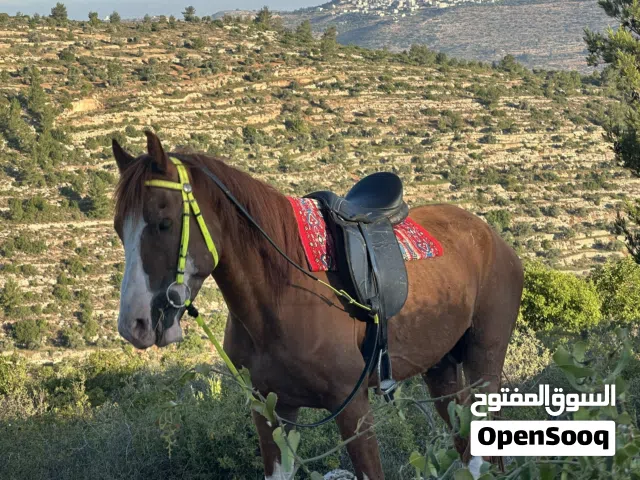 حصان عربي عمر 4 سنين ونص السعر 4500 شيقل