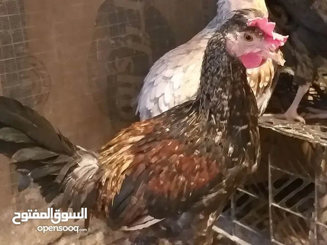 ديج للبيع شوف الوصف