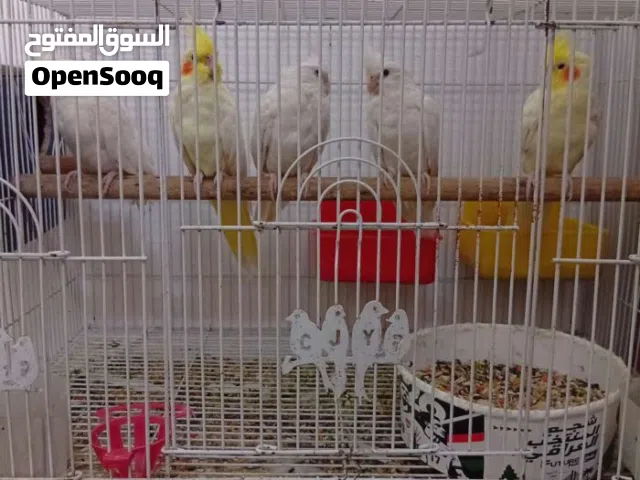 كوكتيل ليبوني مخاليف العام عيون حمر فحل واثنين اطواير نفاية العدد 3 للبيع