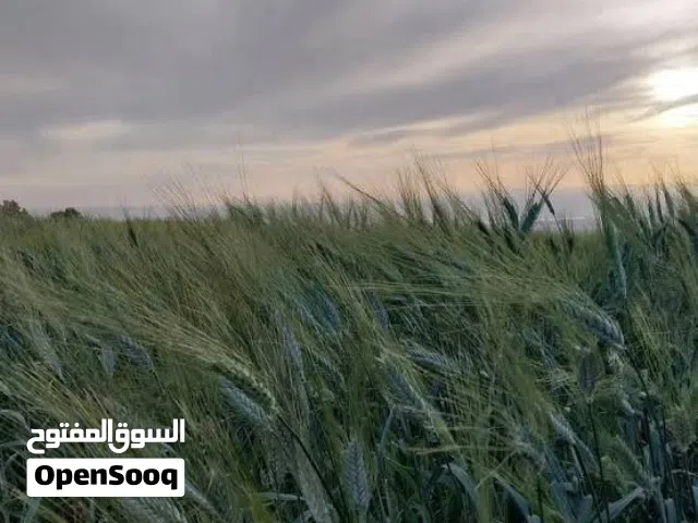 18 دونم قمح للبيع