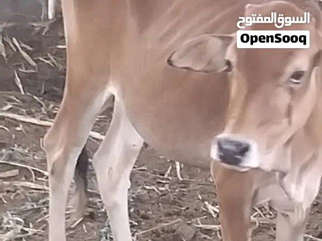 للبيع عجلة عبري