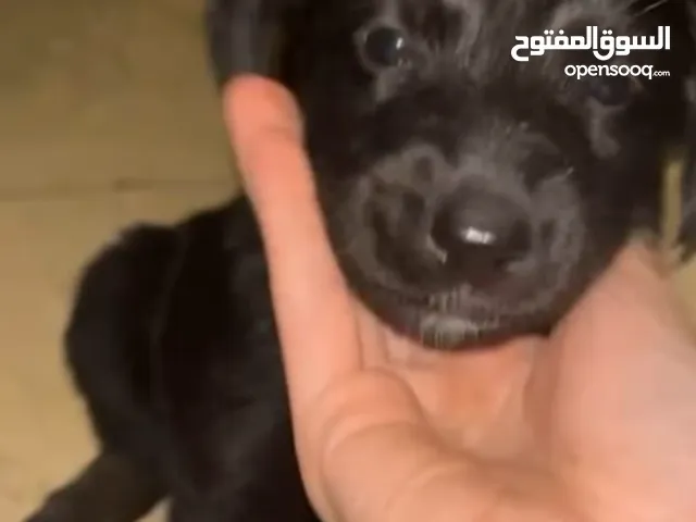للتبنى جرو جولدن اسود عمره حوالى شهرين