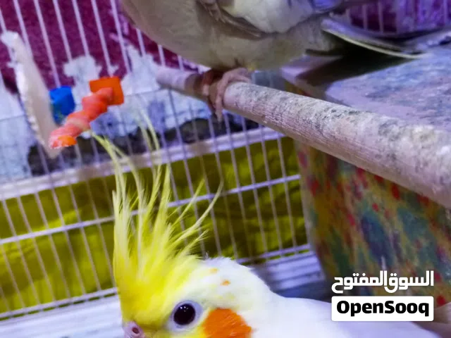 كوكتيلات متزاوجات أليفات للبيع