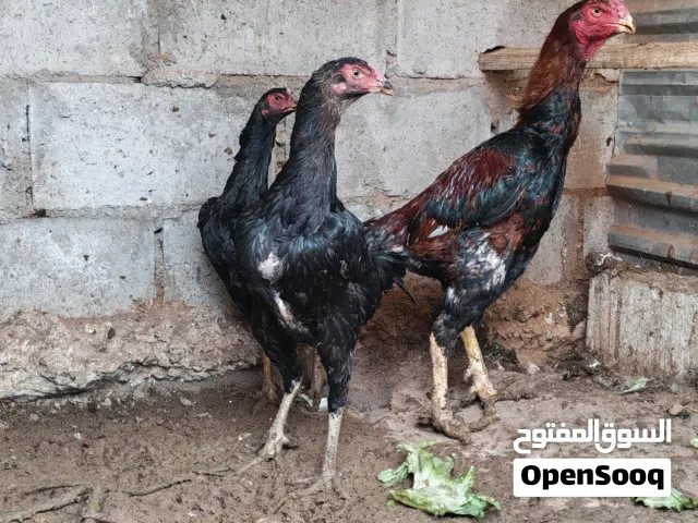 طقم باكستاني