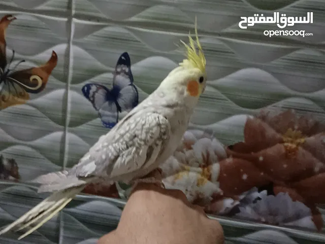 كوكتيل فحل فول تغريد ياكل من الايد ويصعد على الأيد بس ما مدربه يصعد عالصبع لان مالي خلكه