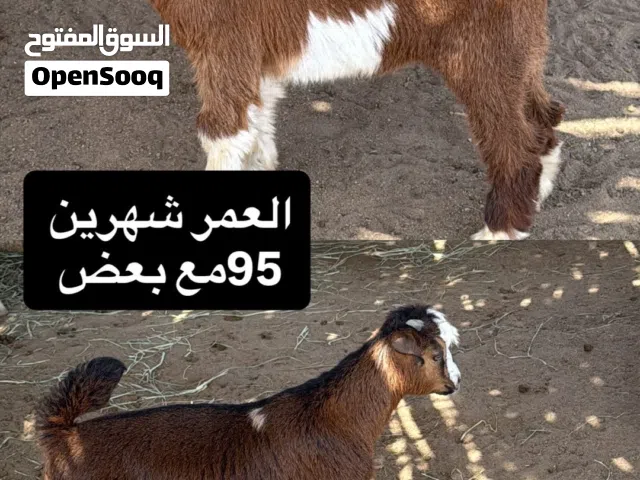 جدايا للبيع