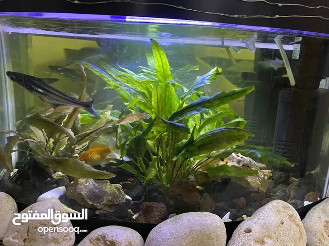 حوض سمك مرتب ورايق