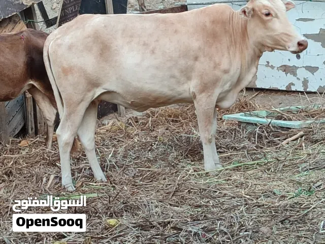 للبيع عجلة عشار إقرا الوصف