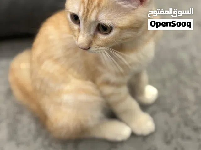 قط ذكر تركي مطعّم عمره 3 شهور