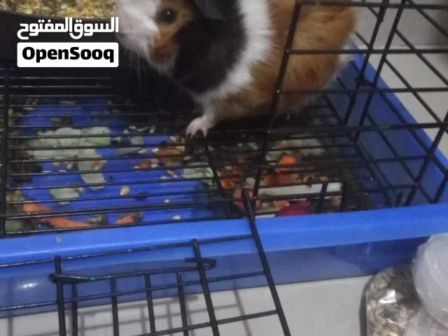 أرنب للبيع هندي