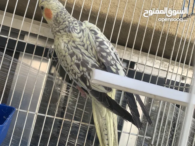 عصفور كوكتيل