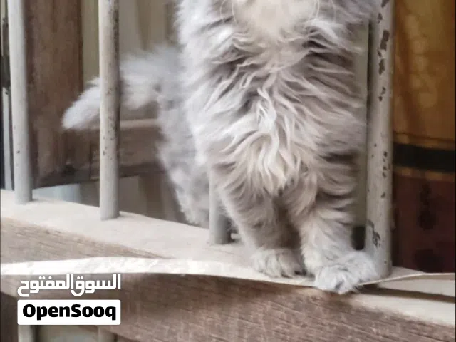 حيوانات للبي.