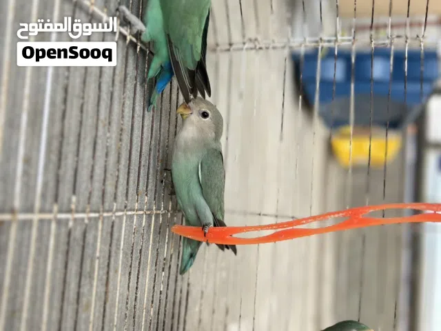 كوبيا روز تحتها فرخ