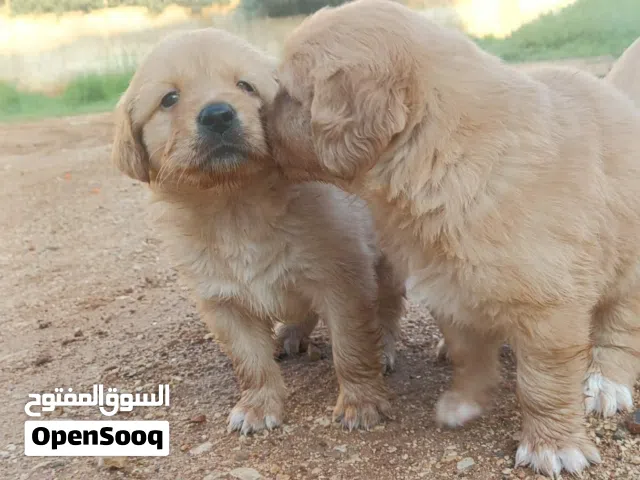 للبيع جرو جولدن ريتريفر