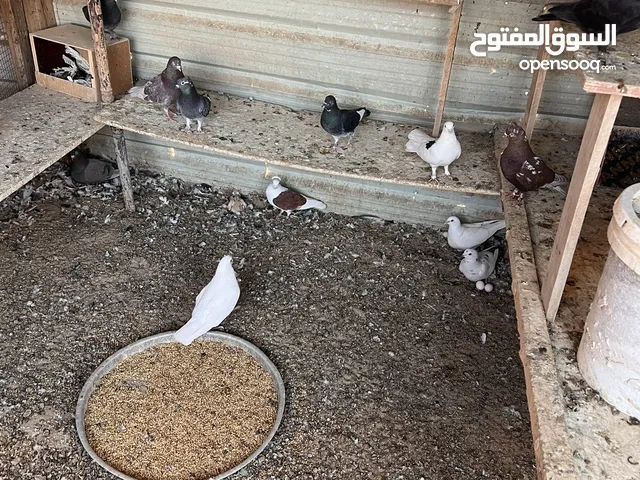 للبيع حمام چبره كامله أزواج مشكله