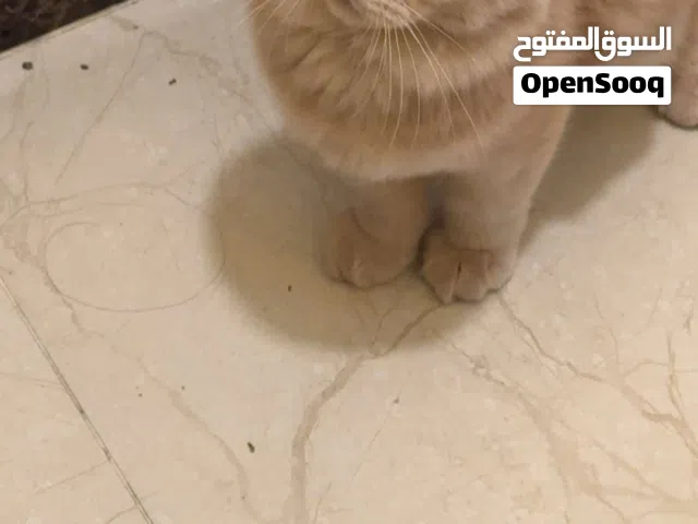 قطط للتبني العاجل