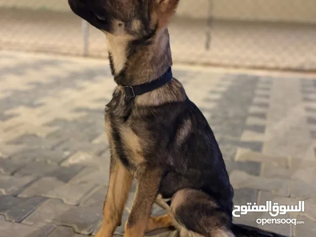 مطلوب جرو للتبني يصلح للحلال