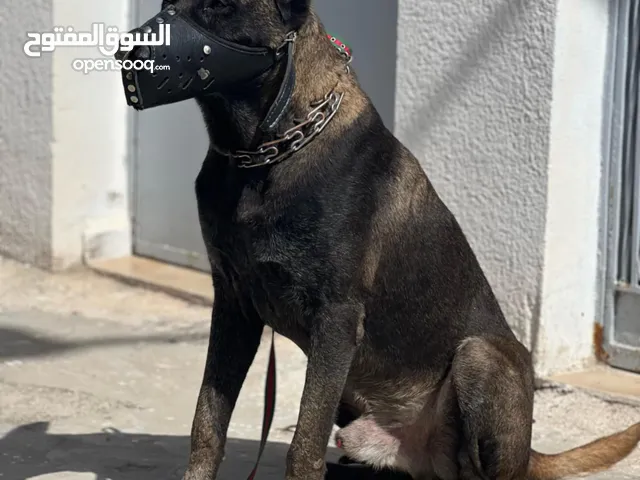 دكر مالينوا استراد تونس دم ربي ايبارك الاستفسار اتصل علي الوتس