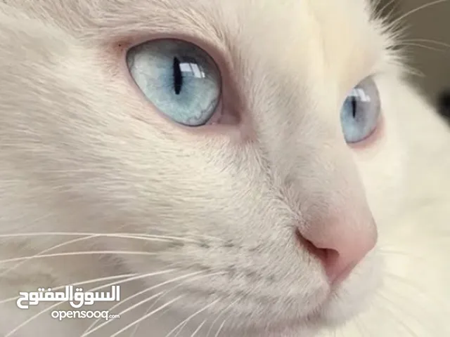 white pure persian cat