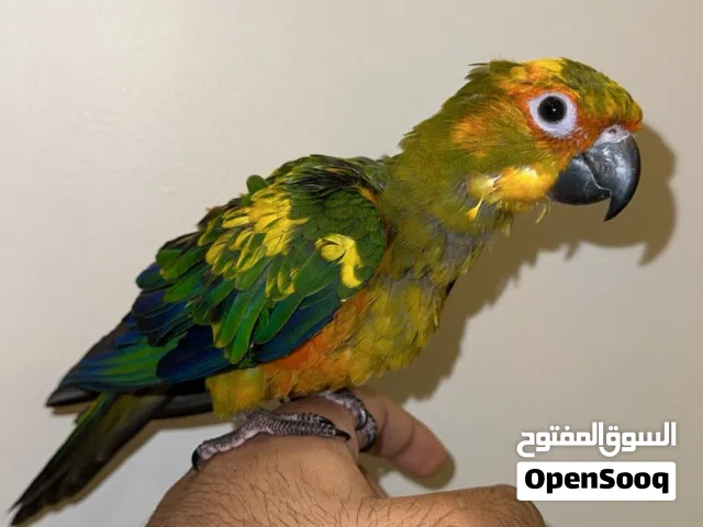 صن كنيور ( انتاج البحرين )