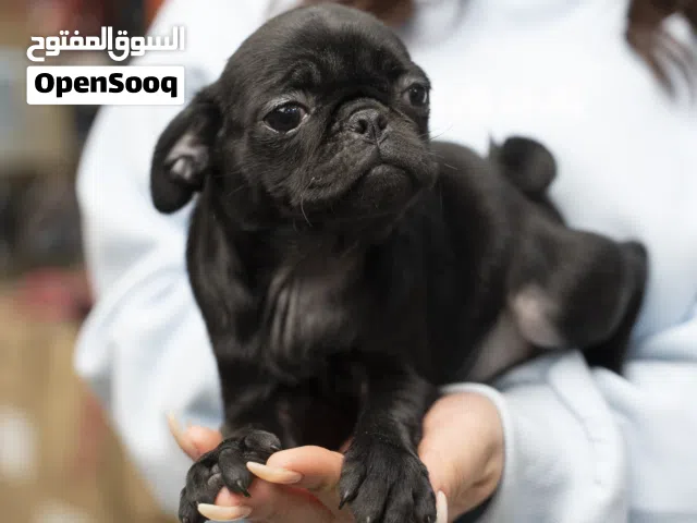 بج ابو دم خفيف للمرحيين فقط وحصرا انه البج