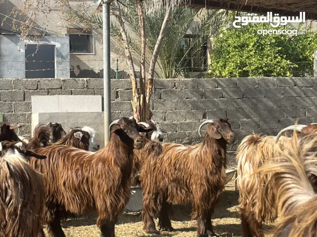 غنم للبيع ماشاءالله حلال طيب