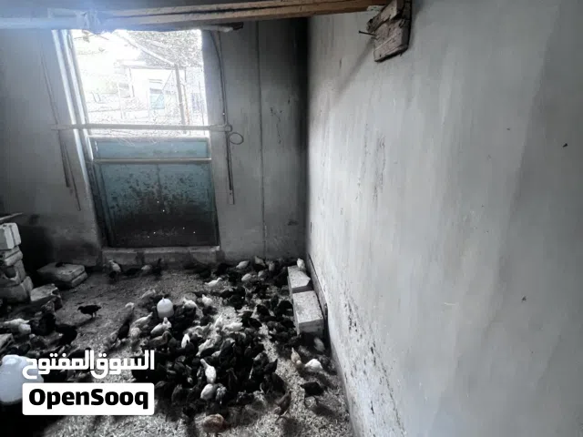 بسم الله الرحمن الرحيم يتوفر صوص بلدي