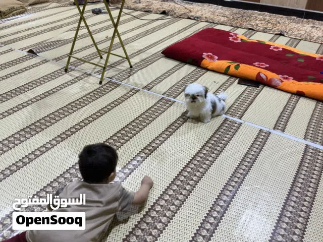 كلب شيتزو للبيع