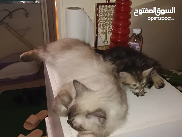 Pure Himalayan cat and kitten both are litter trained and ready for a new home