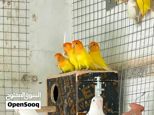 للبيع مجموعة ازواج روز الاورنج ازواج محلية ومنتجة والكل بصحة وعافية مستوى وحجم ممتاز عيون احمر