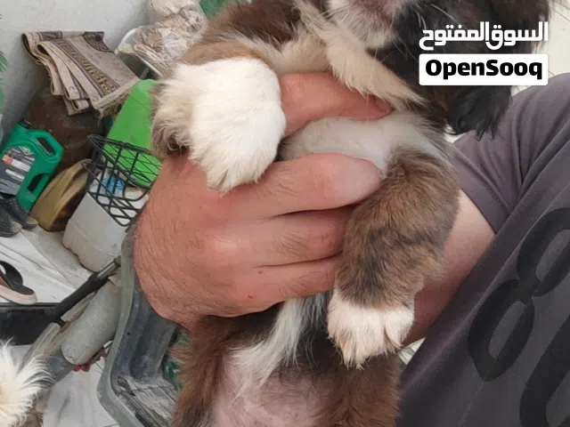جراء نوع ترير