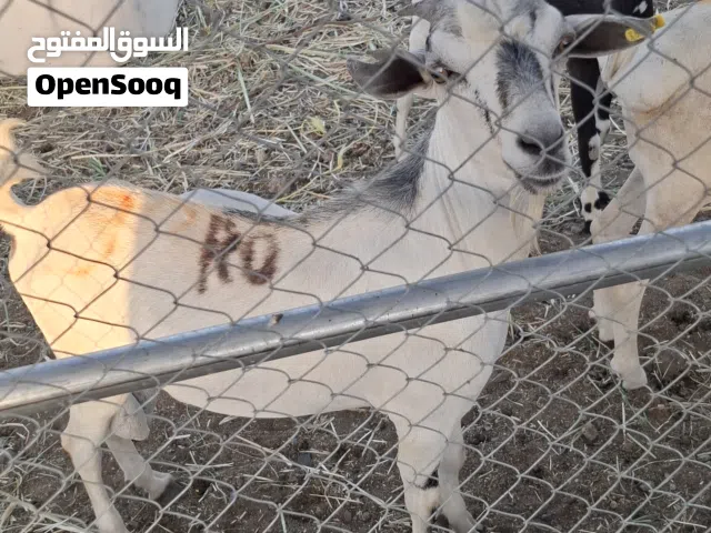 جدايا صومالي طعام الدار