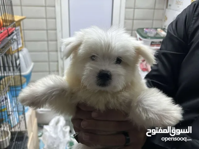 كلب مالتيز بيور صافي100%